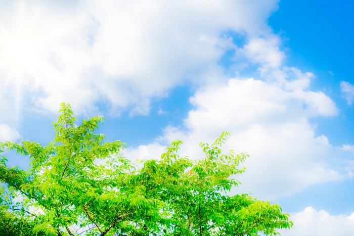 夏の青空と緑